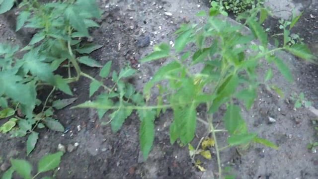 Урожайный Огород не Татьяны новое видео 2019 смотреть онлайн