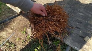 Клематисы.Деление куста