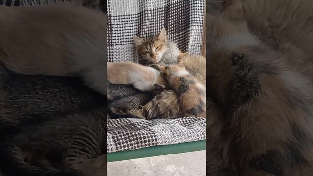 🏡 У Свекрови: Ставим Забор, Огород и Цветы | Дачные Заб