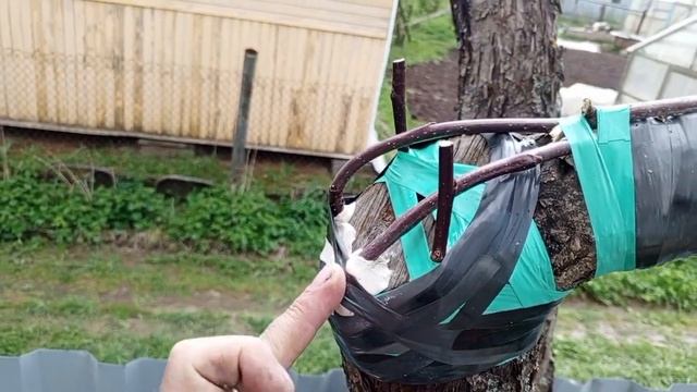 Прививка яблони мостиком