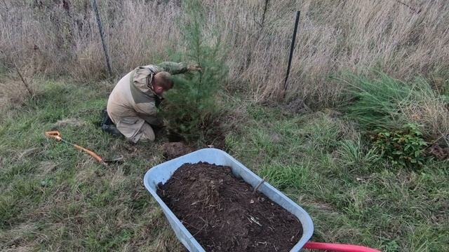 Посадка лиственницы // Ветрозащита для хозяйства смотреть онлайн