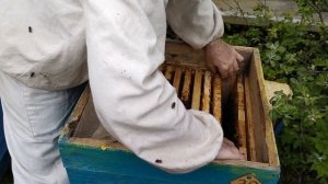 Пчелопакет от покупки до откачки меда 2 серия