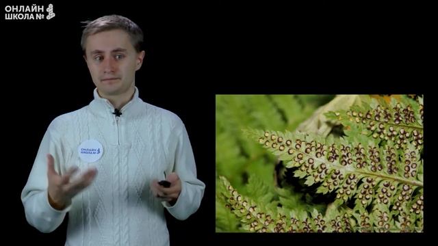 Урок 19. Бесполое и половое размножение. Биология 10 кла? смотреть онлайн