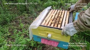 Вирус мешотчатого расплода пчел. Как вылечить собстве