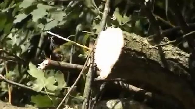 NOREMAT Косилка для обрезания кустарника Magistra 73T avec lamier et O смотреть онлайн