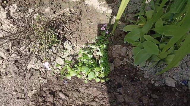 Куда пропала.? Обзор дачи на 28 июня 2025.Не чего не растёт смотреть онлайн