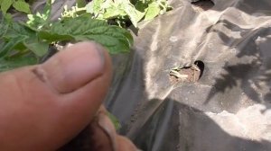 Пленка СВЕТЛИЦА™ ГРУНТ прошла первые испытания на от?