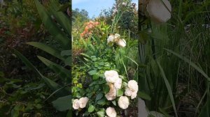 Роза Лорена саммерхаус