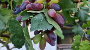 Виноград Находка Калугина на 23.06.2025г. Южный Казахстан