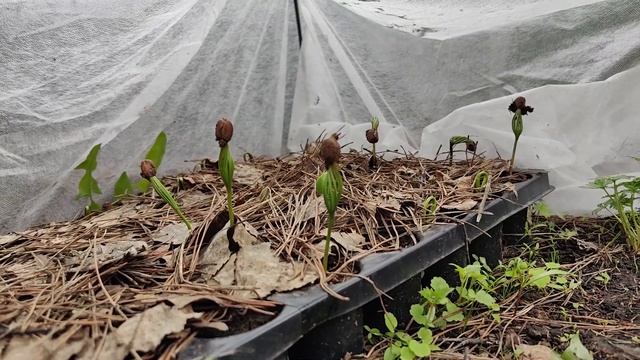 Как вырастить Кедр (сосну кедровую сибирскую) из орешк смотреть онлайн