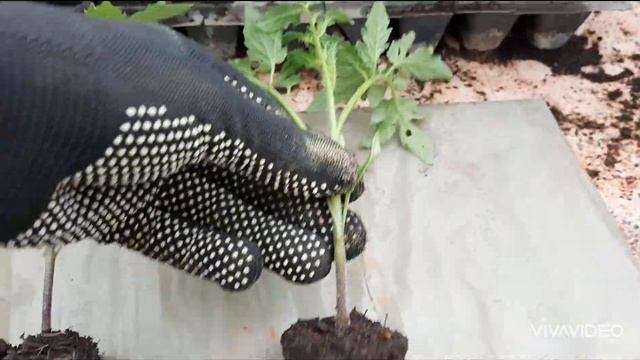 FITAKTIV Extra. Ставлю эксперимент на томатах. А вы увидели э?