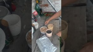 Как размножить сливы и абрикос зелёными черенками - мо