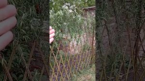 Плетёный забор из живой ивы. Готовое решение. Экологич