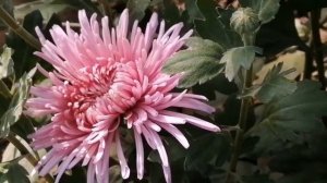 Хризантема корейская - для срезки!