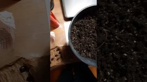 Азимина/ Проращивание семян/  Часть 3