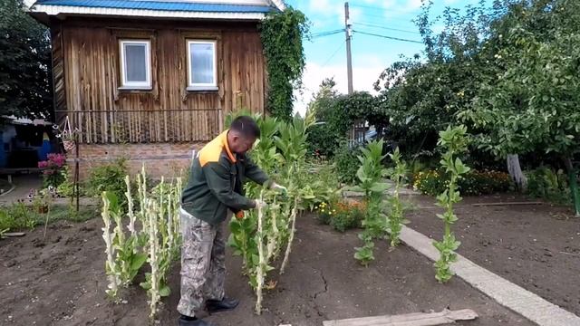 Как вырастить табак на своем участке. Сезон 2022 за 2 мин? смотреть онлайн