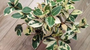 Прищипка фикуса. Весь процесс и результат!