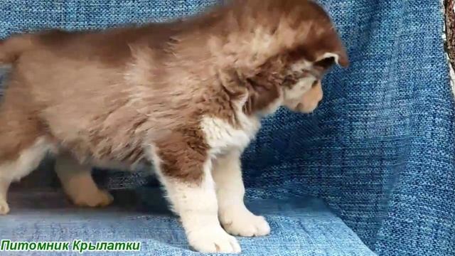 Предлагаем голубоглазого мальчика щенка хаски, шоколадного, родился 22 июля 2025 года