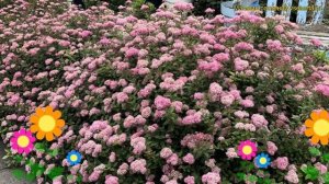 Спирея березолистная березолистная Pink Sparkler. Краткий о