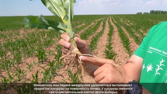 АГРОСЕРИАЛ CORTEVA 2021 год 2 серия – ГЛУБИНА ПОСЕВА / 21 АГРО