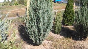 Сорта скального Можжевельника