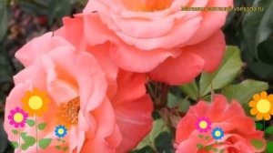 Роза флорибунда ливерпуль эйч. Краткий обзор, описани?