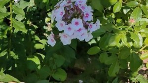 Розы Канделайт, Шерлок Холмс и флоксы