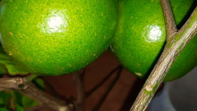 Комнатный лимон. "Зарождение" лимона🍋🙂🍋☕ смотреть онлайн