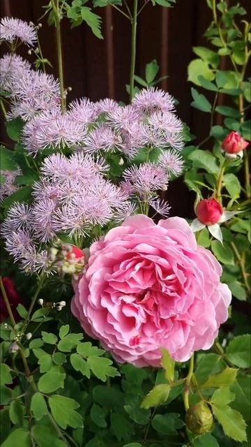 розы Остина David Austin  Roses