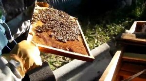 Воровство пчел часть вторая