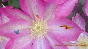 Клематис крупноцветковый Пинк Бьюти (pink beauty) 🌿 обзор: