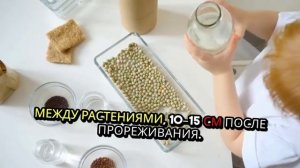 Пастернак. Как садить. Методы. Условия. Правила.