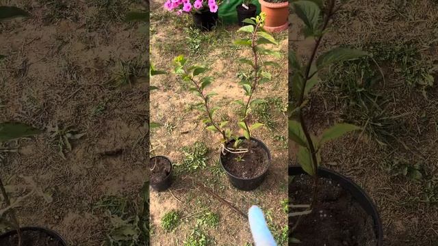 Гортензии Ванила Фрайз и Вайтлайт. Может-ли гортензия смотреть онлайн