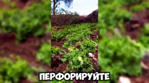 САЛАТ НА ПОДОКОННИКЕ,БЫСТРЫЕ ВСХОДЫ,СЕКРЕТ РАСКРЫТ