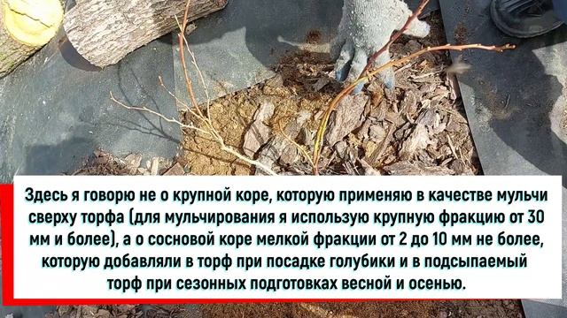 Лучший торф для ВАШЕЙ ГОЛУБИКИ садовой! смотреть онлайн