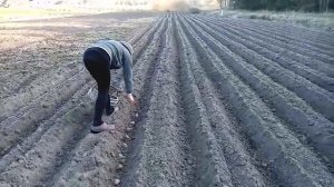 Посадка картофеля мотоблоком!Нарезка борозд!Проверен