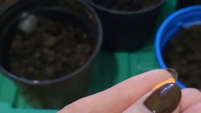 СЕЮ СУПЕРУРОЖАЙНЫЕ УЛЬТРАСКОРОСПЕЛЫЕ КАБАЧКИ смотреть онлайн