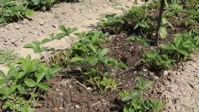 КАК ВЫРАСТИТЬ КЛУБНИКИ В ДВА РАЗА БОЛЬШЕ смотреть онлайн