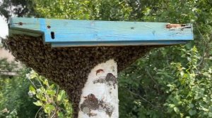 Привой для пчел