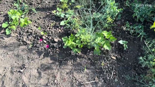 Жимолость разочаровала? Вот почему! смотреть онлайн