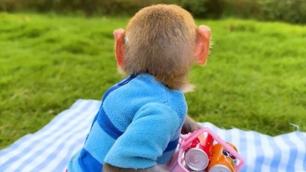 Малышка Обезьянка Bonbon Едет Собирать Арбузы И Заботитс