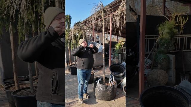 🇺🇦 Модрина європейська Репенс та модрина японська С смотреть онлайн