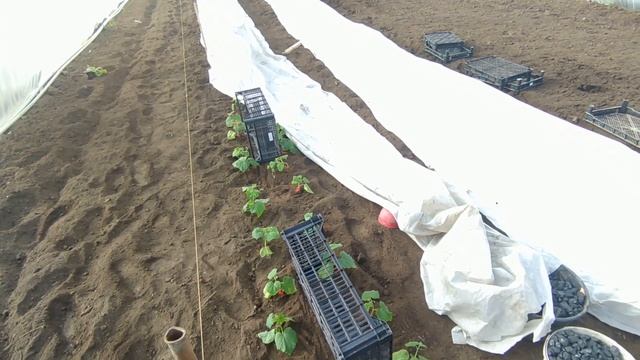 Высажуем огурец в теплицу. -4 чуть не потеряли рассаду смотреть онлайн