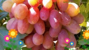 Виноград плодовый преображение. Краткий обзор, описан