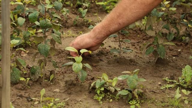 Собственные саженцы плодовых деревьев. смотреть онлайн