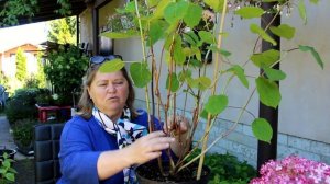 ГОРТЕНЗИЯ. ЕСЛИ НЕ ПРОИЗВЕЛИ ОБРЕЗКУ ВЕСНОЙ? (ответы н?