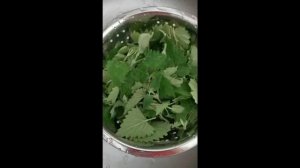 Как сушить мелиссу