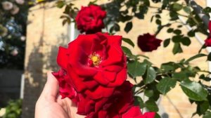 Роза Амадеус  ( Rose Amadeus ) г. Киев 27 июня 2025 г.