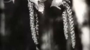 Опыление и оплодотворение цветковых растений