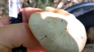 Три ведра за пол часа!!! Энтолома садовая или подабрико